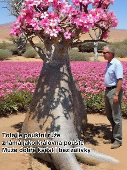 【Zalévání pro 100 let života】Pouštní růže cibulová rostlina